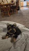 Toedoe, a male Yorkipoo for sale in Las Vegas, NV – 9 of 10
