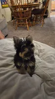 Toedoe, a male Yorkipoo for sale in Las Vegas, NV – 4 of 10