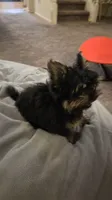 Toedoe, a male Yorkipoo for sale in Las Vegas, NV – 8 of 10
