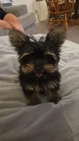 Toedoe, a male Yorkipoo for sale in Las Vegas, NV – 3 of 10