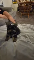 Toedoe, a male Yorkipoo for sale in Las Vegas, NV – 5 of 10
