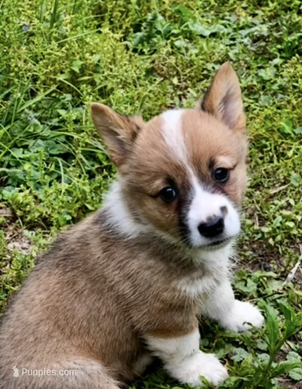 Fern – Pembroke Welsh Corgi puppy for sale in Leicester, NC