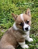 Fern, a female Pembroke Welsh Corgi for sale in Leicester, NC – 1 of 2