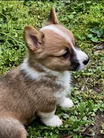 Fern, a female Pembroke Welsh Corgi for sale in Leicester, NC – 2 of 2