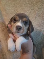 Mosquito, a male Beagle for sale in Knox, IN – 3 of 3