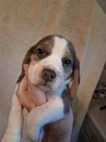 Grasshopper, a male Beagle for sale in Knox, IN – 3 of 3