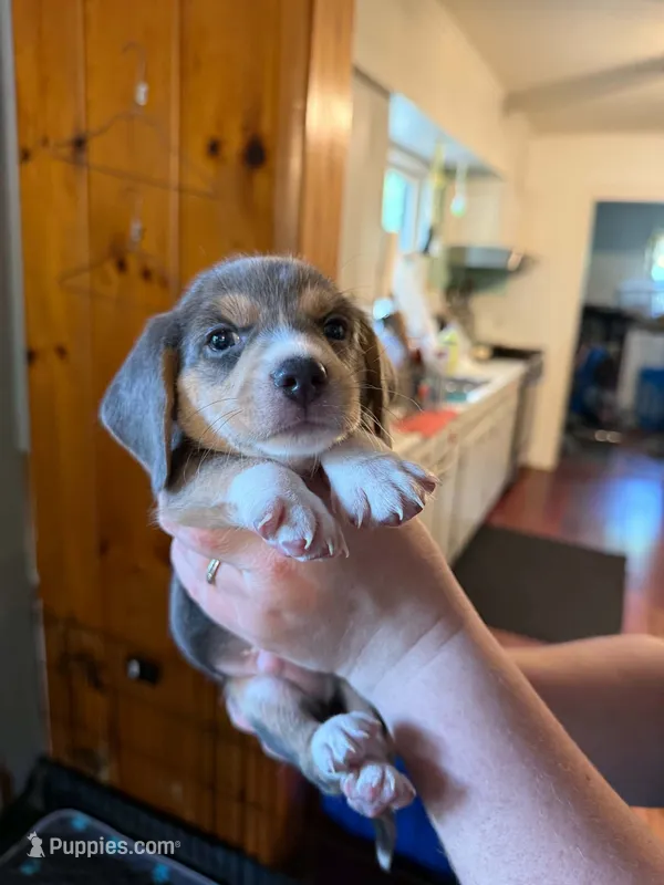 Mosquito – Beagle puppy for sale in Knox, IN
