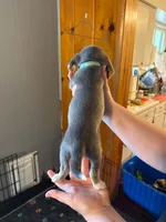 Mosquito, a male Beagle for sale in Knox, IN – 2 of 3