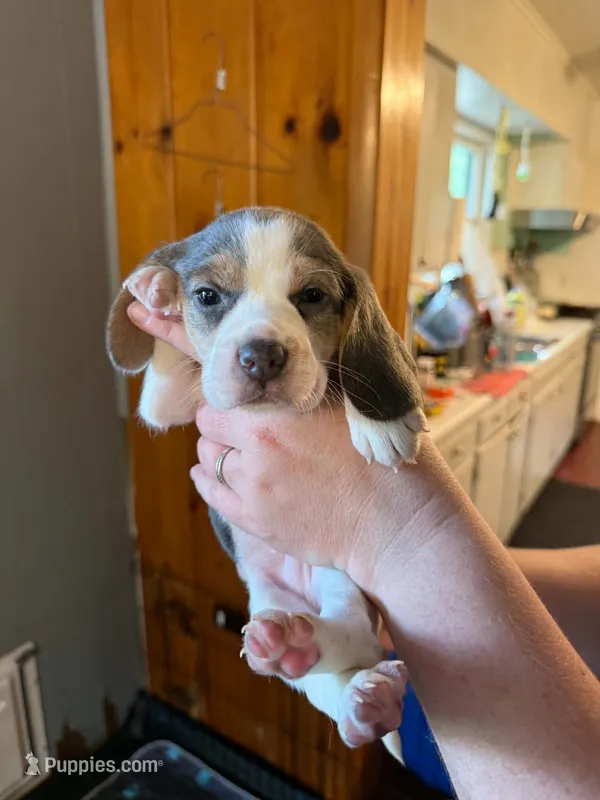 Grasshopper – Beagle puppy for sale in Knox, IN