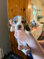 Grasshopper, a male Beagle for sale in Knox, IN – 1 of 3