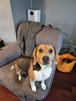 Saxa's Litter, a female Beagle for sale in Knox, IN – Photo 2 of 3