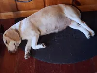 Saxa's Litter, a female Beagle for sale in Knox, IN – Photo 3 of 3