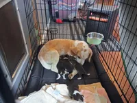Saxa's Litter, a female Beagle for sale in Knox, IN – Photo 1 of 3