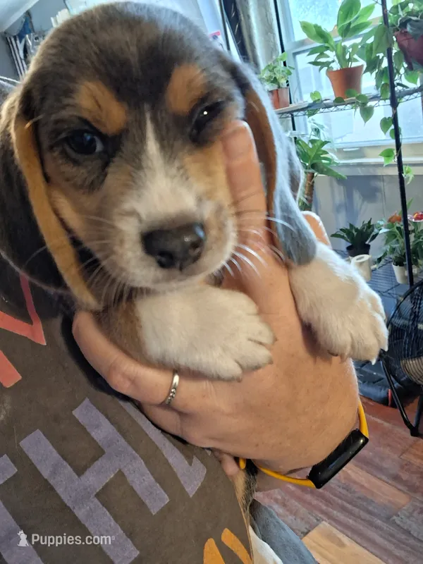 Mosquito – Beagle puppy for sale in Knox, IN