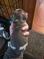 Rayna's Litter, a male Beagle for sale in Knox, IN – 10 of 10