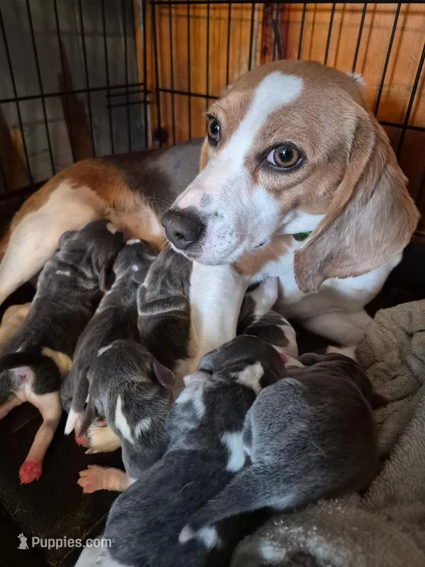 Rayna's Litter – Beagle puppy for sale in Knox, IN