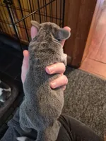 Rayna's Litter, a male Beagle for sale in Knox, IN – 8 of 10