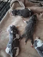 Rayna's Litter, a female Beagle for sale in Knox, IN – Photo 4 of 4