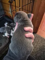 Rayna's Litter, a male Beagle for sale in Knox, IN – 9 of 10