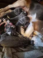 Rayna's Litter, a female Beagle for sale in Knox, IN – Photo 3 of 4