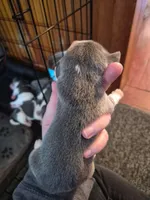 Rayna's Litter, a male Beagle for sale in Knox, IN – 6 of 10