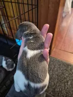 Rayna's Litter, a male Beagle for sale in Knox, IN – 7 of 10
