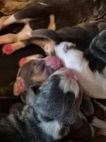 Rayna's Litter, a female Beagle for sale in Knox, IN – Photo 2 of 4