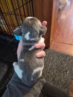 Rayna's Litter, a male Beagle for sale in Knox, IN – 5 of 10