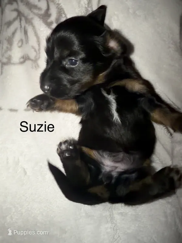 Suzie – Miniature Dachshund puppy for sale in Ida, MI