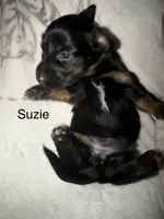 Suzie, a female Miniature Dachshund for sale in Ida, MI – 1 of 1