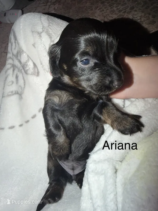 Arianna – Miniature Dachshund puppy for sale in Ida, MI