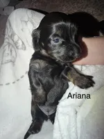 Arianna, a female Miniature Dachshund for sale in Ida, MI – 1 of 1
