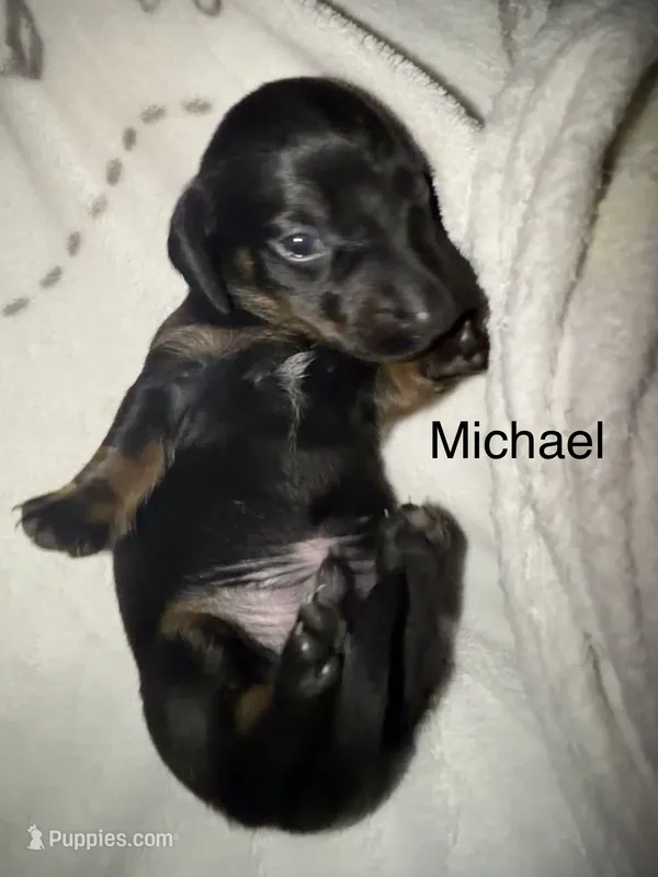 Mchael – Miniature Dachshund puppy for sale in Ida, MI