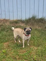 Duke the Pug, AKC Full Rights, a male Pug for sale in Binghamton, NY – 3 of 3