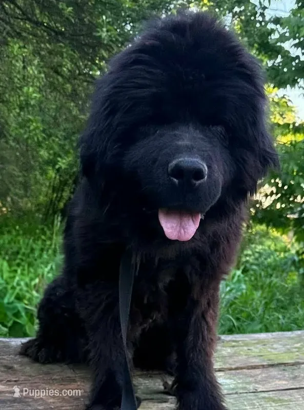 Lana – Newfoundland puppy for sale in Binghamton, NY