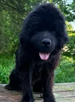 Lana, a female Newfoundland for sale in Binghamton, NY – 1 of 1