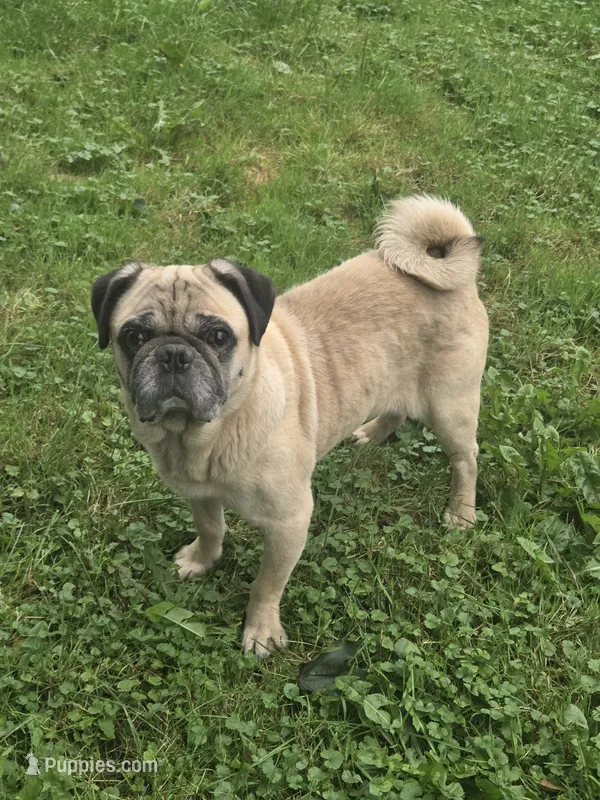 Goofy the Pug – Pug puppy for sale in Binghamton, NY