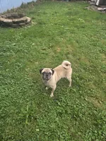 Goofy the Pug, a male Pug for sale in Binghamton, NY – 2 of 2