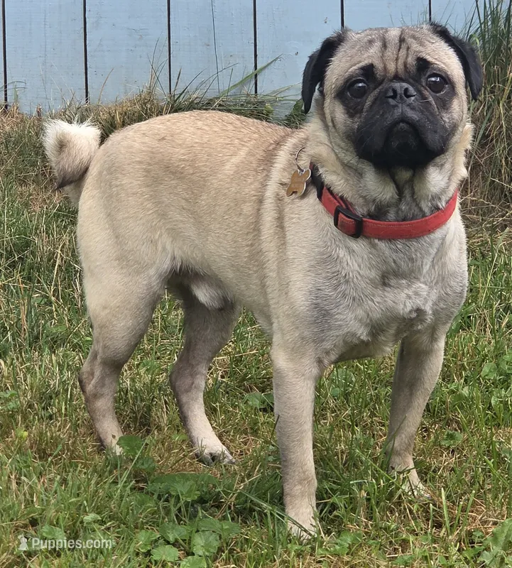 Duke the Pug, AKC Full Rights – Pug puppy for sale in Binghamton, NY