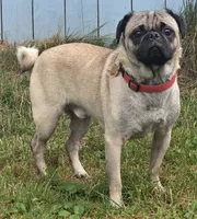 Duke the Pug, AKC Full Rights, a male Pug for sale in Binghamton, NY – 1 of 3