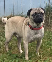 Duke the Pug, AKC Full Rights, a male Pug for sale in Binghamton, NY – 2 of 3