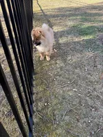 Boog, a male Chow Chow for sale in La Plata, MD – Photo 4 of 4