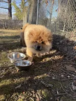Boog, a male Chow Chow for sale in La Plata, MD – Photo 3 of 4