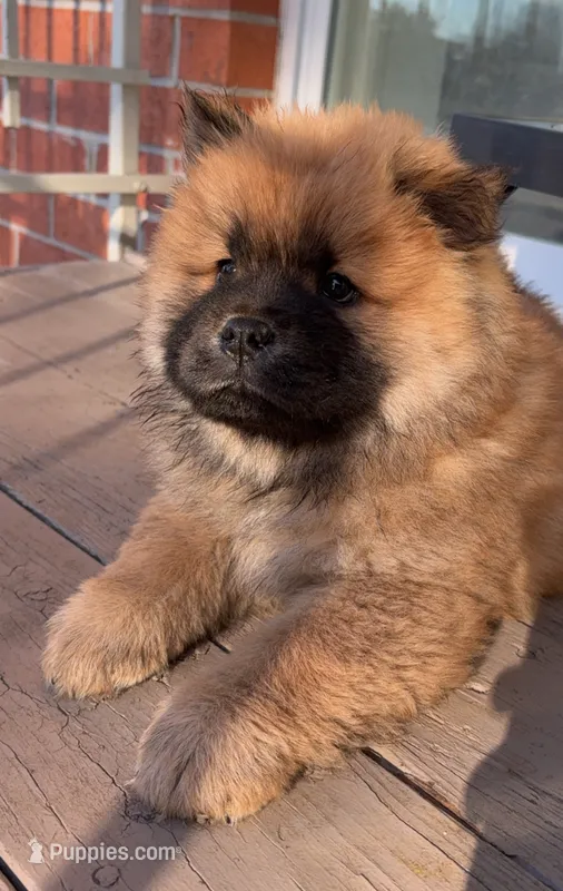 Boog, a male Chow Chow for sale in La Plata, MD – Photo 1 of 4