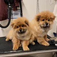 Boog, a male Chow Chow for sale in La Plata, MD – Photo 2 of 4