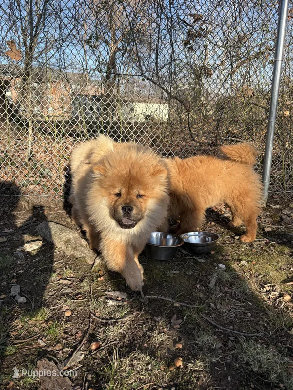 Boog – Chow Chow puppy for sale in La Plata, MD
