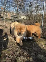 Boog, a male Chow Chow for sale in La Plata, MD – Photo 1 of 4