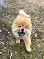 Boog, a male Chow Chow for sale in La Plata, MD – Photo 3 of 4