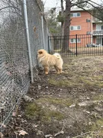 Gordito , a male Chow Chow for sale in La Plata, MD – Photo 2 of 2