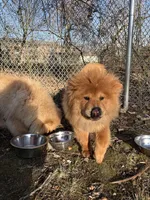 Nena, a female Chow Chow for sale in La Plata, MD – Photo 2 of 4